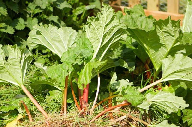 rhubarb1